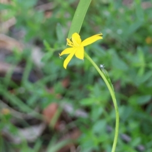 Hypoxis hygrometrica at QPRC LGA - 13 Jan 2024