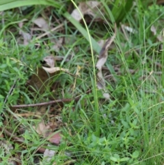 Hypoxis hygrometrica at QPRC LGA - 13 Jan 2024