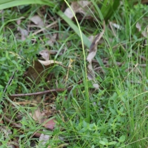 Hypoxis hygrometrica at QPRC LGA - 13 Jan 2024