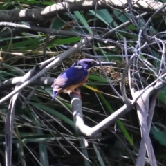 Ceyx azureus (Azure Kingfisher) at Mongarlowe River - 13 Jan 2024 by LisaH