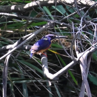 Ceyx azureus (Azure Kingfisher) at Mongarlowe River - 13 Jan 2024 by LisaH