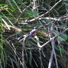 Ceyx azureus at QPRC LGA - 13 Jan 2024