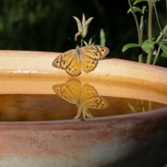 Heteronympha merope (Common Brown Butterfly) at Higgins, ACT - 3 Dec 2023 by AlisonMilton