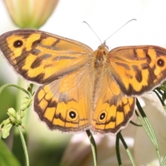 Heteronympha merope at Higgins, ACT - 3 Dec 2023