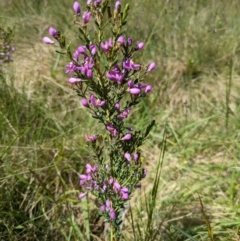 Comesperma retusum (Mountain Milkwort) at Namadgi National Park - 10 Jan 2024 by WalterEgo