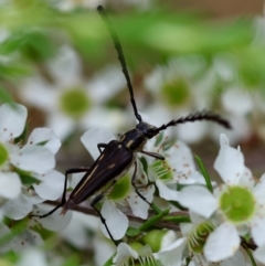 Distichocera fuliginosa (Longhorn or Longicorn beetle) at Mongarlowe River - 13 Jan 2024 by LisaH