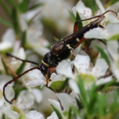 Hesthesis montana (A wasp mimic longhorn beetle) at Mongarlowe, NSW - 13 Jan 2024 by LisaH