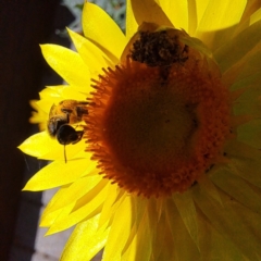 Lasioglossum (Chilalictus) sp. (genus & subgenus) at Watson, ACT - 13 Jan 2024