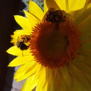 Lasioglossum (Chilalictus) sp. (genus & subgenus) at Watson, ACT - 13 Jan 2024