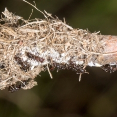 Papyrius sp. (genus) (A Coconut Ant) at The Pinnacle - 11 Jan 2024 by AlisonMilton