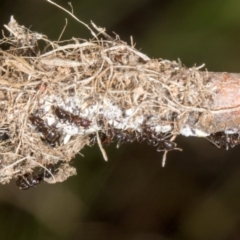 Papyrius sp. (genus) (A Coconut Ant) at Hawker, ACT - 11 Jan 2024 by AlisonMilton