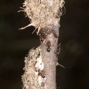 Papyrius sp. (genus) at The Pinnacle - suppressed