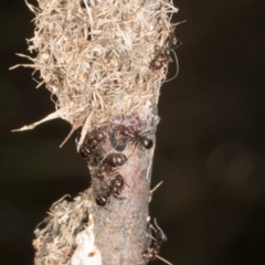 Papyrius sp. (genus) at The Pinnacle - suppressed