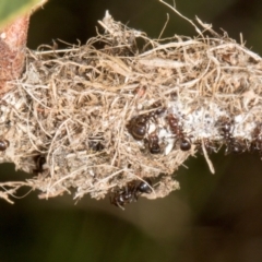 Papyrius sp. (genus) at The Pinnacle - suppressed