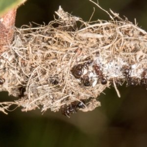 Papyrius sp. (genus) at The Pinnacle - suppressed