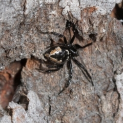 Euryopis splendens (Splendid tick spider) at Higgins, ACT - 16 Nov 2023 by AlisonMilton