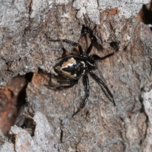 Euryopis splendens at Higgins Woodland - 16 Nov 2023 02:24 PM