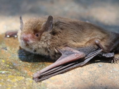 Vespadelus sp. (genus) (A vesper forest bat) at QPRC LGA - 13 Jan 2024 by LisaH