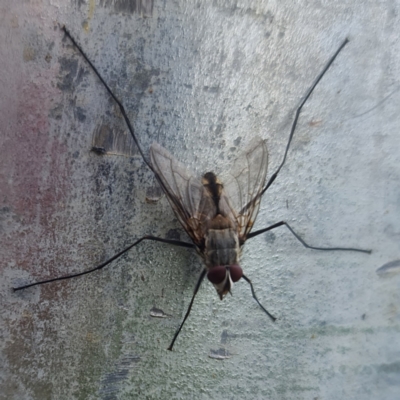 Senostoma sp. (genus) (A parasitoid tachinid fly) at City Renewal Authority Area - 6 Jan 2024 by David