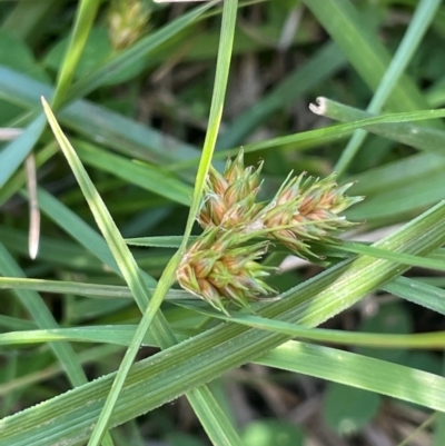 Carex inversa (Knob Sedge) at Nurenmerenmong, NSW - 11 Jan 2024 by JaneR