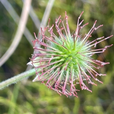 Geum urbanum (Herb Bennet) at The Tops at Nurenmerenmong - 11 Jan 2024 by JaneR