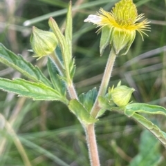 Geum urbanum at The Tops at Nurenmerenmong - 11 Jan 2024 05:41 PM