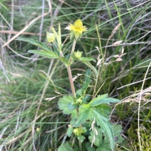 Geum urbanum at The Tops at Nurenmerenmong - 11 Jan 2024 05:41 PM