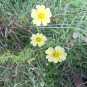 Potentilla recta at The Tops at Nurenmerenmong - 11 Jan 2024 04:28 PM