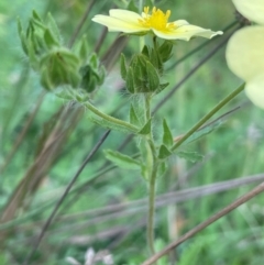 Potentilla recta at The Tops at Nurenmerenmong - 11 Jan 2024 04:28 PM