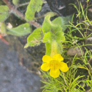 Erythranthe moschata at The Tops at Nurenmerenmong - 12 Jan 2024 10:01 AM