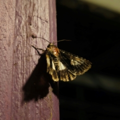 Aedia leucomelas acronyctoides at QPRC LGA - suppressed