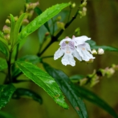 Prostanthera lasianthos (Victorian Christmas Bush) at Wingecarribee Local Government Area - 10 Jan 2024 by Aussiegall