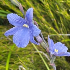 Thelymitra cyanea (Veined Sun Orchid) at The Tops at Nurenmerenmong - 11 Jan 2024 by JaneR