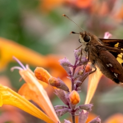 Trapezites praxedes (Southern Silver Ochre) at Wingecarribee Local Government Area - 11 Jan 2024 by Aussiegall