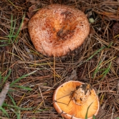 Lactarius deliciosus at Penrose, NSW - 11 Jan 2024 by Aussiegall