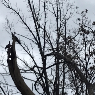 Callocephalon fimbriatum (Gang-gang Cockatoo) at Yarralumla, ACT - 11 Sep 2023 by Yarra6