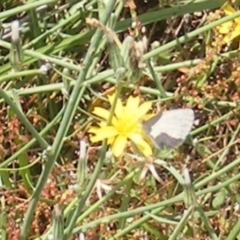 Zizina otis (Common Grass-Blue) at Mugga Mugga Grassland (MMW) - 13 Jan 2024 by MichaelMulvaney