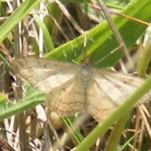 Scopula rubraria at Mugga Mugga Grassland (MMW) - 13 Jan 2024