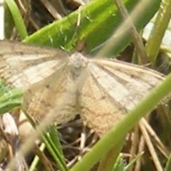 Scopula rubraria at Mugga Mugga Grassland (MMW) - 13 Jan 2024