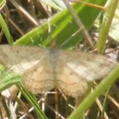 Scopula rubraria at Mugga Mugga Grassland (MMW) - 13 Jan 2024