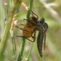 Asilinae sp. (subfamily) (Unidentified asiline Robberfly) at Mugga Mugga Grassland (MMW) - 13 Jan 2024 by MichaelMulvaney