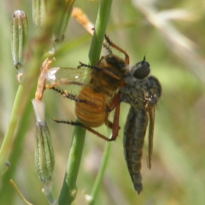 Asilinae sp. (subfamily) (Unidentified asiline Robberfly) at Mugga Mugga Grassland (MMW) - 13 Jan 2024 by MichaelMulvaney