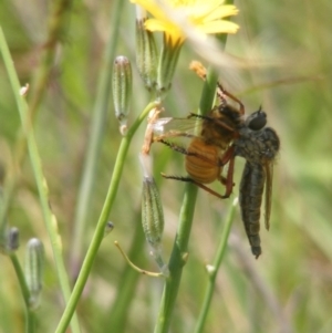 Asilinae sp. (subfamily) at Mugga Mugga Grassland (MMW) - 13 Jan 2024 12:10 PM