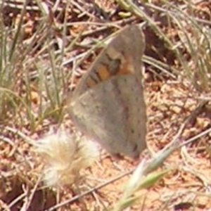 Junonia villida at Mugga Mugga Grassland (MMW) - 13 Jan 2024