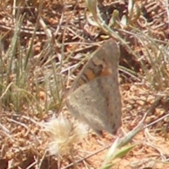 Junonia villida at Mugga Mugga Grassland (MMW) - 13 Jan 2024