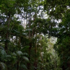 Anetholea anisata (Aniseed Tree) at Bindarri National Park - 13 Jan 2024 by NJ