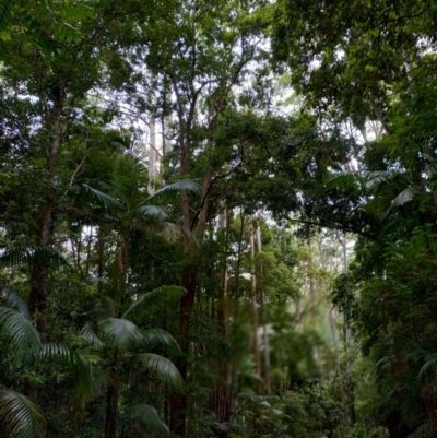 Anetholea anisata (Aniseed Tree) at Bindarri National Park - 13 Jan 2024 by NJ