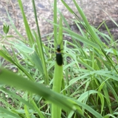 Chauliognathus lugubris (Plague Soldier Beetle) at Lyons, ACT - 14 Jan 2024 by ran452