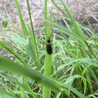 Chauliognathus lugubris (Plague Soldier Beetle) at Lyons, ACT - 13 Jan 2024 by ran452