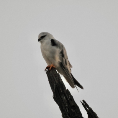 Elanus axillaris (Black-shouldered Kite) at Wingecarribee Local Government Area - 12 Jan 2024 by GlossyGal